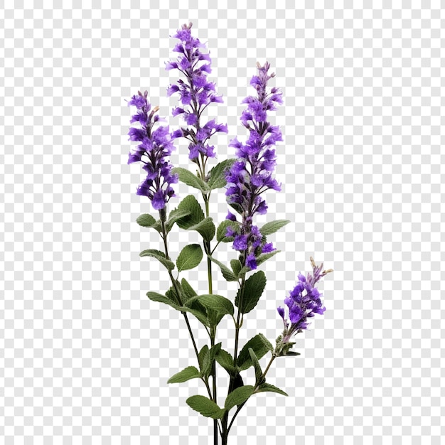 Catmint bloem geïsoleerd op transparante achtergrond