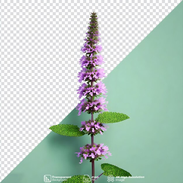 PSD catmint flower isolated on transparent background