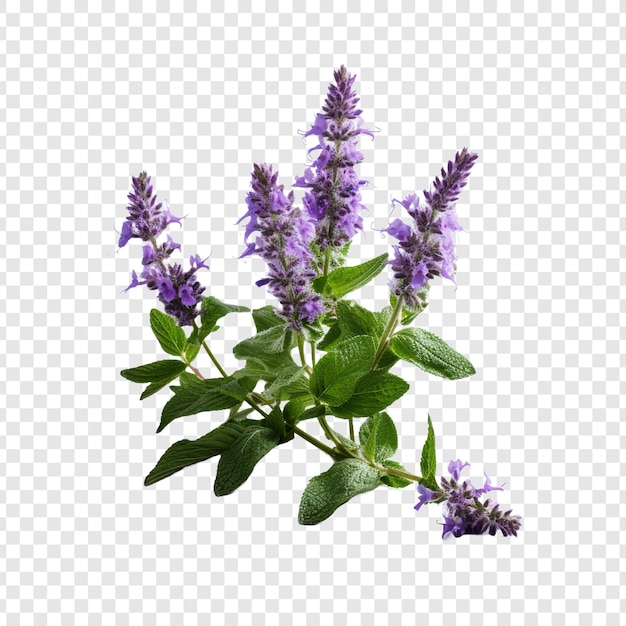 PSD catmint flower isolated on transparent background