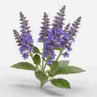 PSD catmint flower psd on a white background