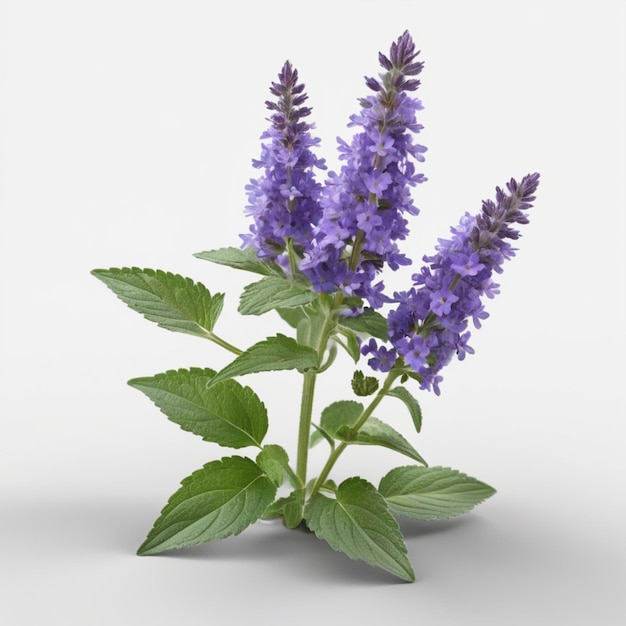 Catmint flower psd on a white background