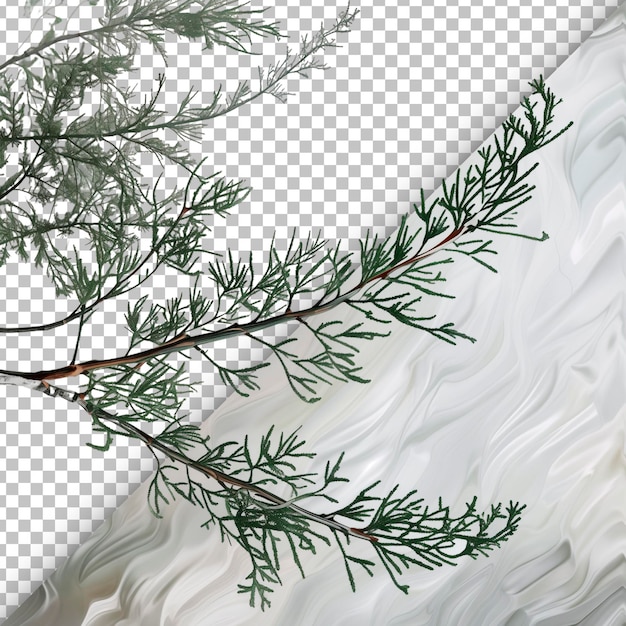 PSD cedar branch with transparent background detail