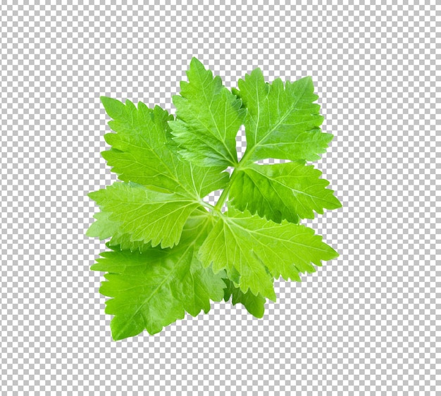 Celery isolated on alpha layer