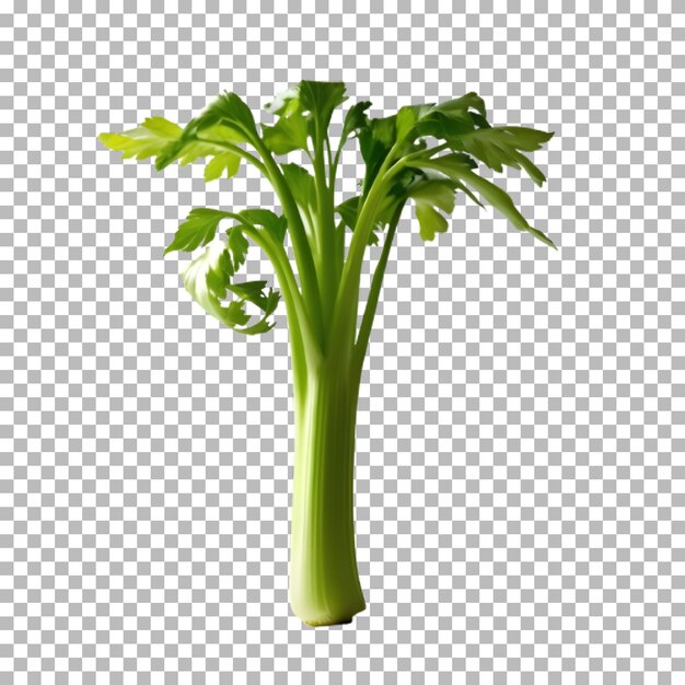 一根新鲜的单独的菜茎
