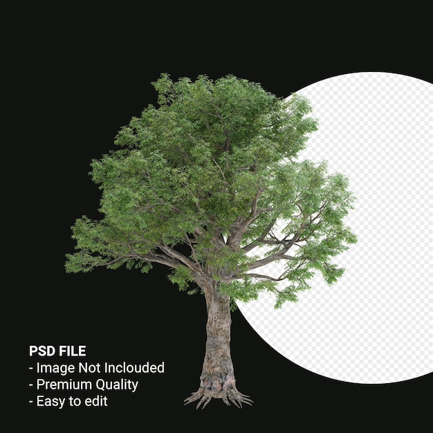 Celtis laevigata или сахарное дерево 3d визуализации, изолированные на прозрачном фоне