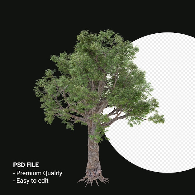 celtis laevigata or sugarberry tree 3d render isolated on transparent background