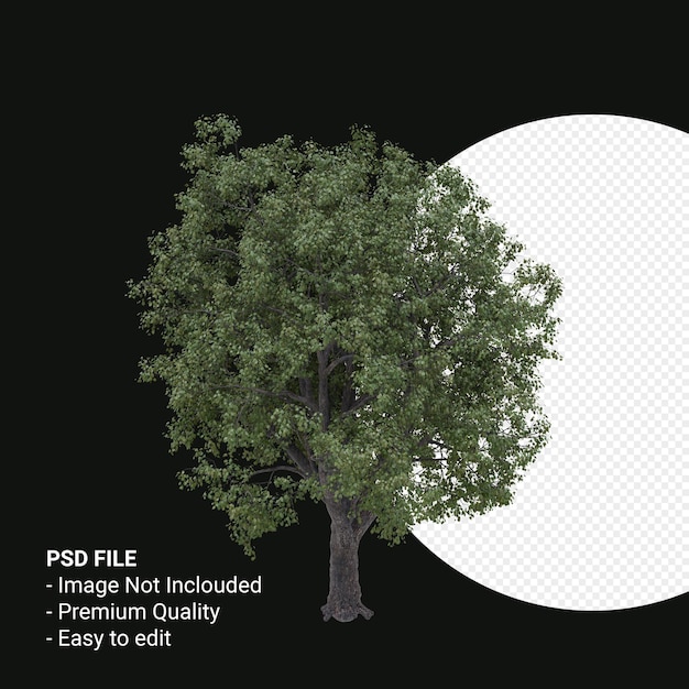 Celtis Occidentalis or Hackberry tree 3d render isolated on transparent background