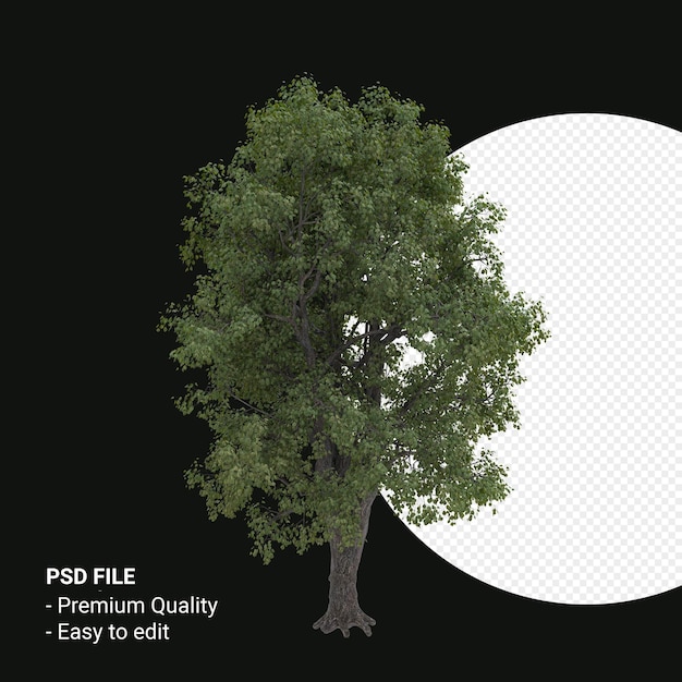 Celtis Occidentalis или каркасное дерево 3d визуализации, изолированные на прозрачном фоне