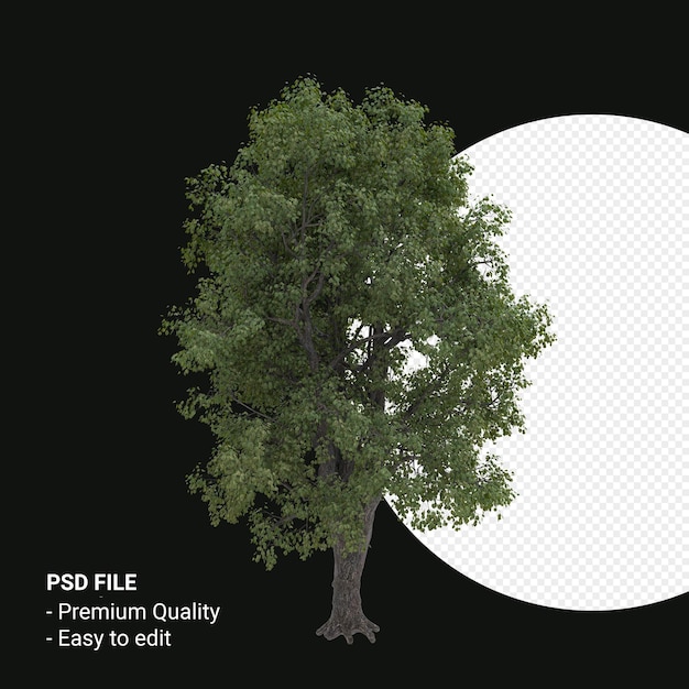 Celtis occidentalis o hackberry tree 3d render isolato su sfondo trasparente