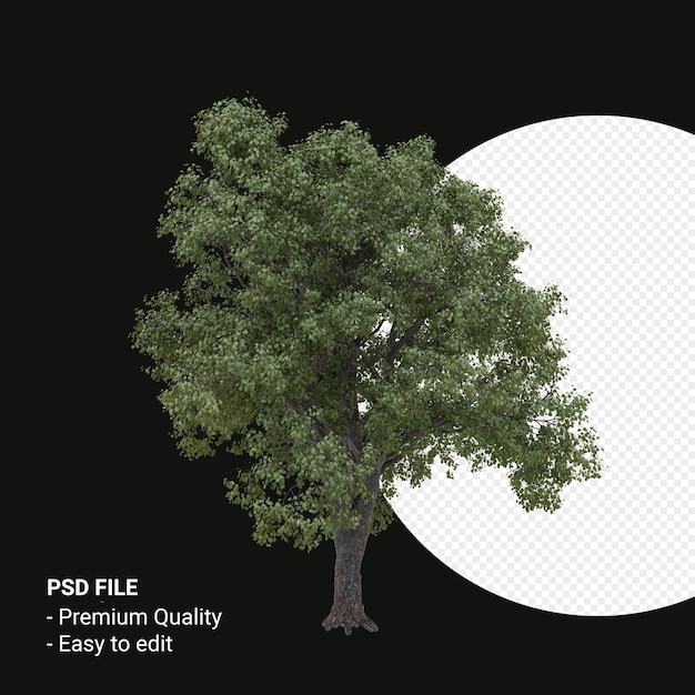 celtis occidentalis or hackberry tree 3d render isolated on transparent background