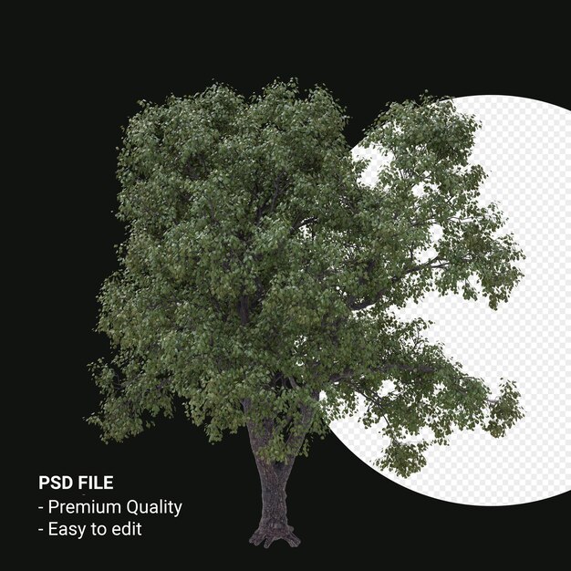 Celtis Occidentalis or Hackberry tree 3d render isolated on transparent background