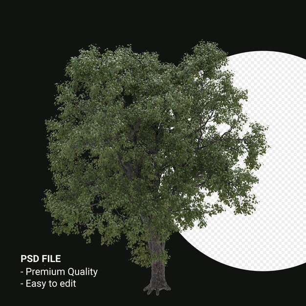 Celtis Occidentalis or Hackberry tree 3d render isolated on transparent background