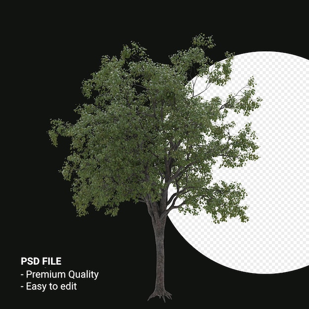 Celtis occidentalis o hackberry tree 3d render isolato su sfondo trasparente