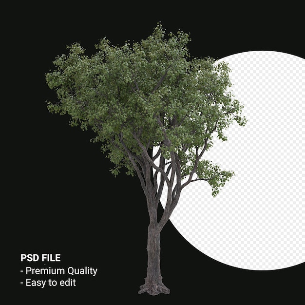 Celtis Occidentalis 또는 Hackberry 나무 3d 렌더링 투명 배경에 고립