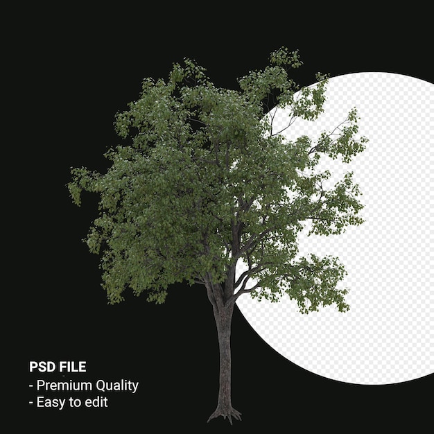 Celtis Occidentalis or Hackberry tree 3d render isolated on transparent background
