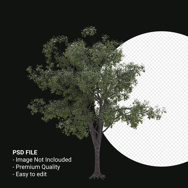 Celtis Occidentalis Jonge boom 3d render geïsoleerd op transparante achtergrond