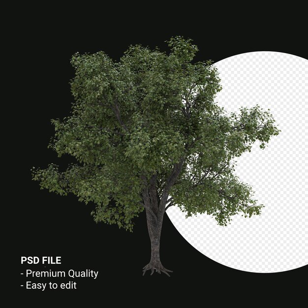 Celtis Occidentalis Jonge boom 3d render geïsoleerd op transparante achtergrond