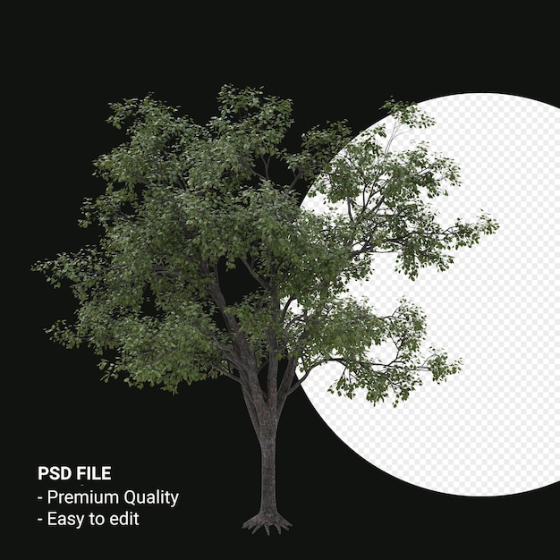 Celtis Occidentalis Jonge boom 3d render geïsoleerd op transparante achtergrond
