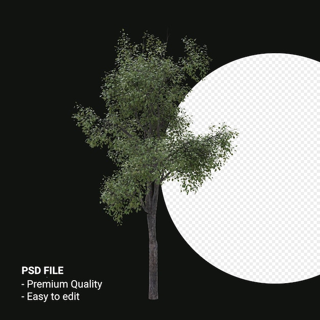 Celtis Occidentalis Młode drzewo renderowania 3d na przezroczystym tle
