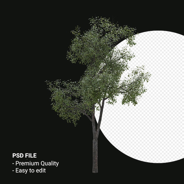 Celtis Occidentalis Młode drzewo renderowania 3d na przezroczystym tle