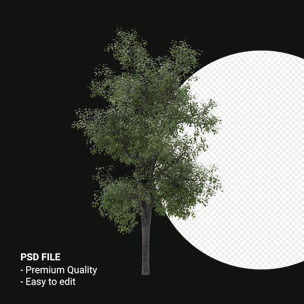 Celtis Occidentalis Młode drzewo renderowania 3d na przezroczystym tle