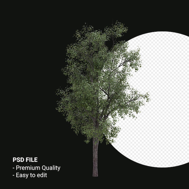Celtis Occidentalis Młode drzewo renderowania 3d na przezroczystym tle
