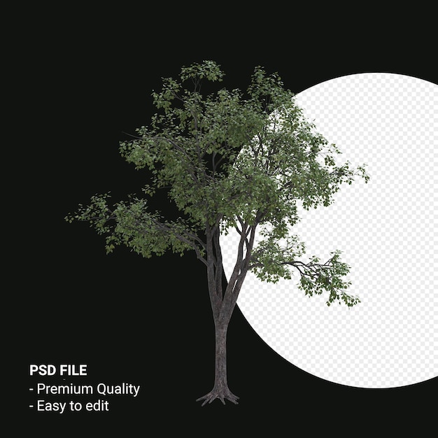 Celtis Occidentalis Młode drzewo renderowania 3d na przezroczystym tle