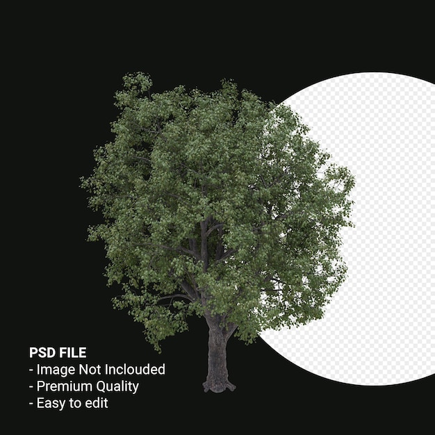 Celtis occidentalis of hackberry tree 3d render geïsoleerd op transparante achtergrond