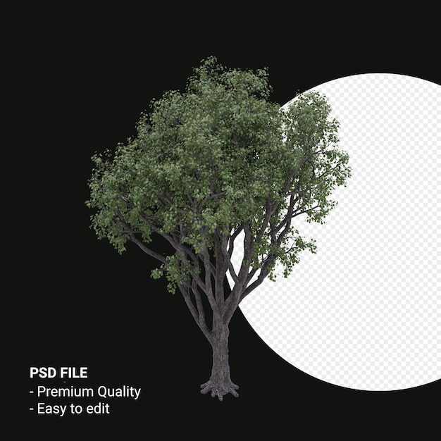 Celtis Occidentalis of Hackberry tree 3d render geïsoleerd op transparante achtergrond