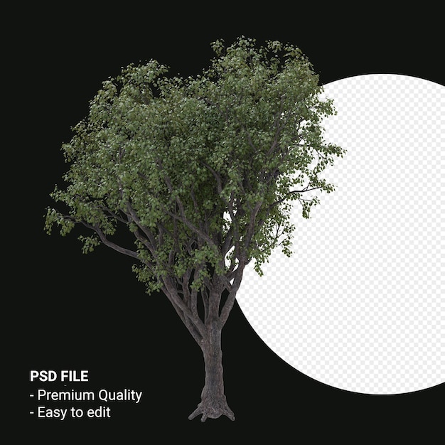 Celtis Occidentalis of Hackberry tree 3d render geïsoleerd op transparante achtergrond
