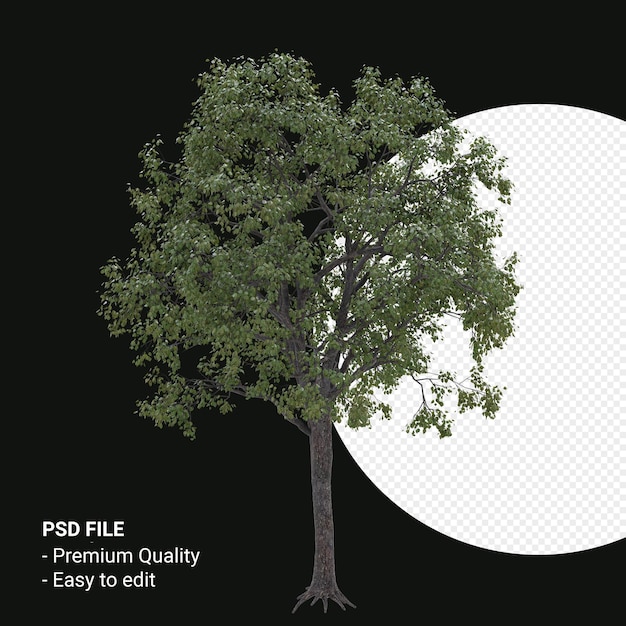 Celtis Occidentalis of Hackberry tree 3d render geïsoleerd op transparante achtergrond