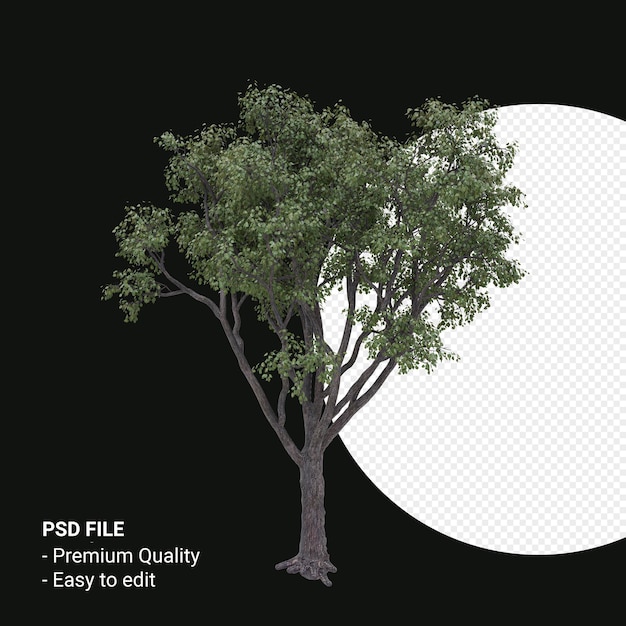 Celtis Occidentalis of Hackberry tree 3d render geïsoleerd op transparante achtergrond