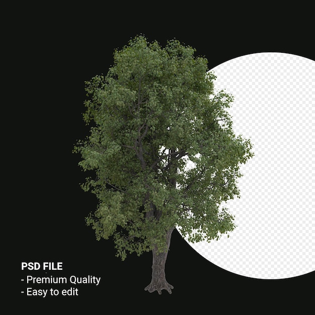 Celtis Occidentalis 또는 Hackberry 나무 3d 렌더링 투명 배경에 고립