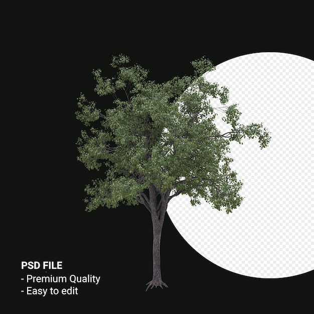 Celtis Occidentalis or Hackberry tree 3d render isolated on transparent background