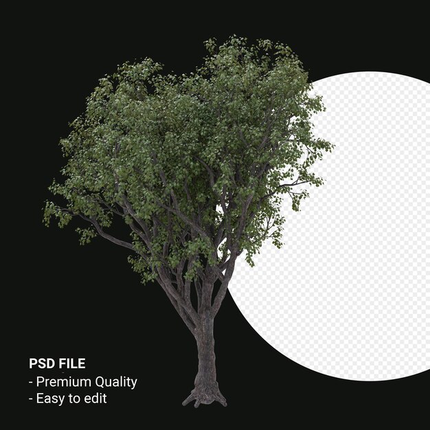 Celtis Occidentalis or Hackberry tree 3d render isolated on transparent background