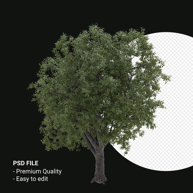 celtis occidentalis or hackberry tree 3d render isolated on transparent background