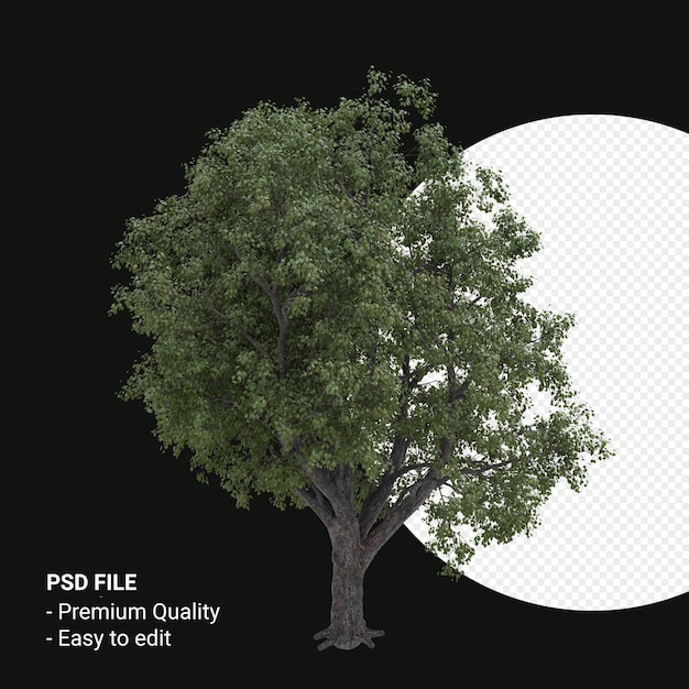 Celtis Occidentalis or Hackberry tree 3d render isolated on transparent background