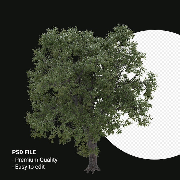 Celtis Occidentalis or Hackberry tree 3d render isolated on transparent background