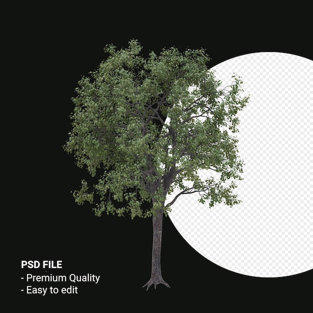 PSD celtis occidentalis или hackberry tree 3d визуализация изолированы на прозрачном фоне