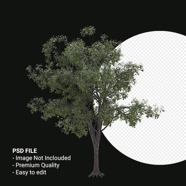 Celtis Occidentalis Young tree 3d render isolated on transparent background