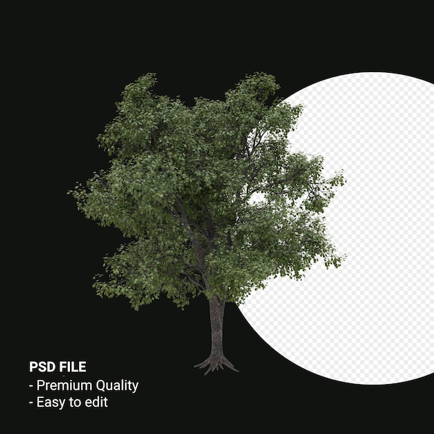 Celtis Occidentalis Молодое дерево 3d визуализации, изолированные на прозрачном фоне
