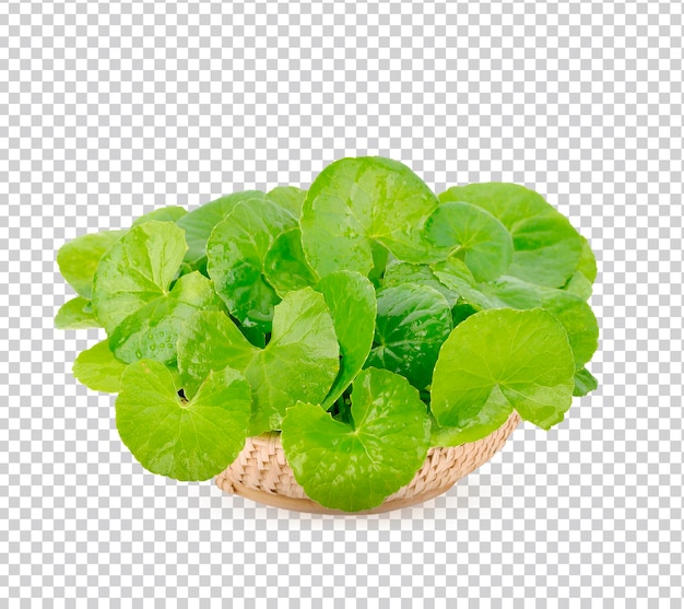 Centella asiatica Aziatische waternavel in mand op witte achtergrond premium foto psd