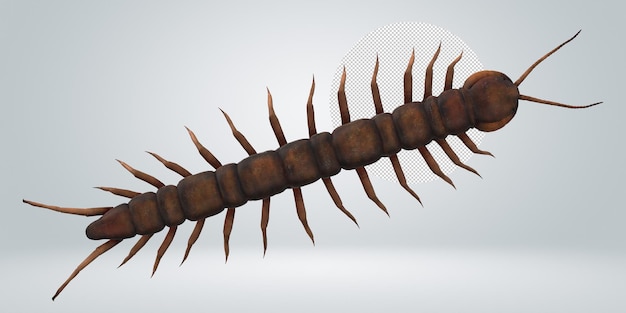 Centipede isolated on a transparent background