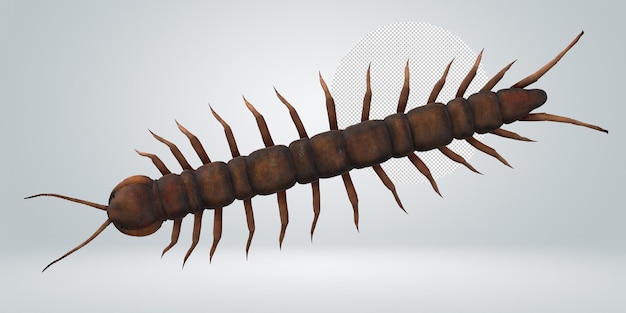 PSD centipede isolated on a transparent background