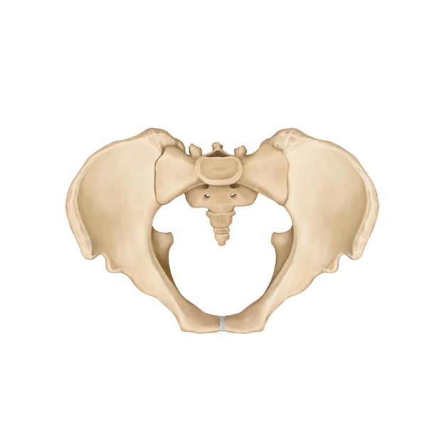 cervical spine