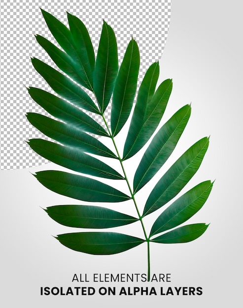 Chamaedorea Single leaf isolated on alpha layer png