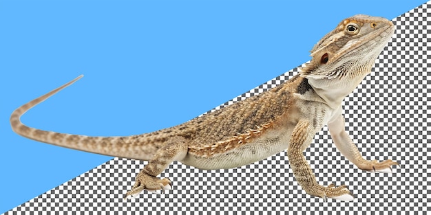 カメレオン