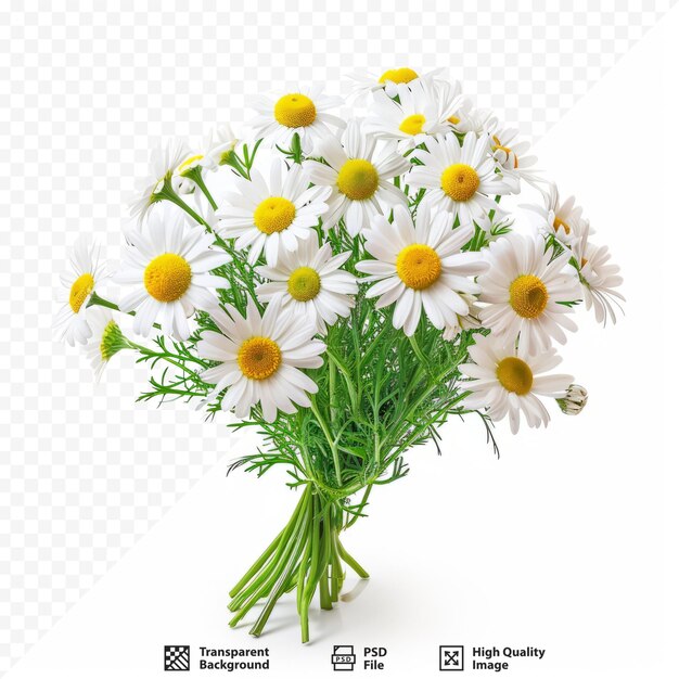 PSD 카모마일 꽃 고립 된 배경 흰색 카밀레의 큰 꽃다발