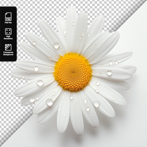 PSD chamomile isolated on a transparent background