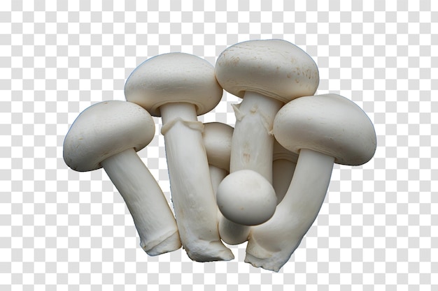 PSD champignon mushroom on transparent background